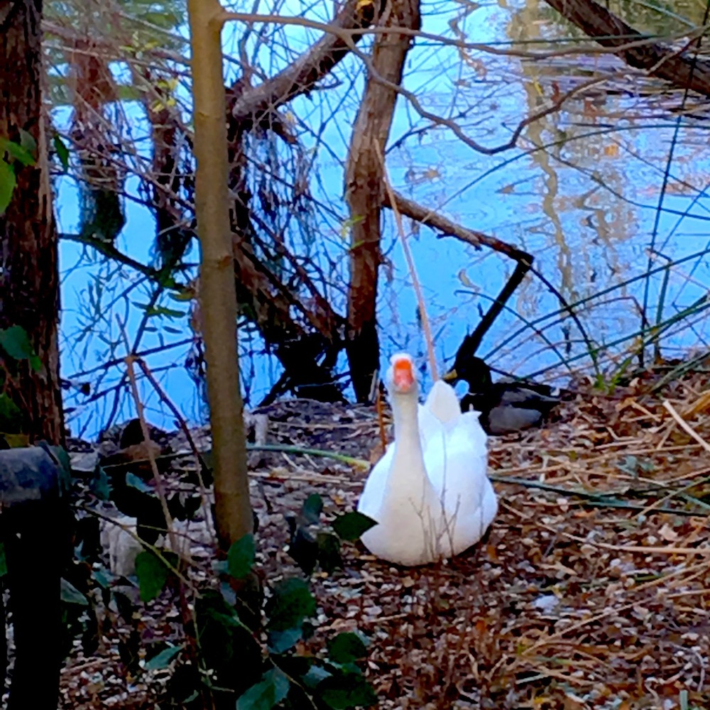 Meet your Posher, Lil